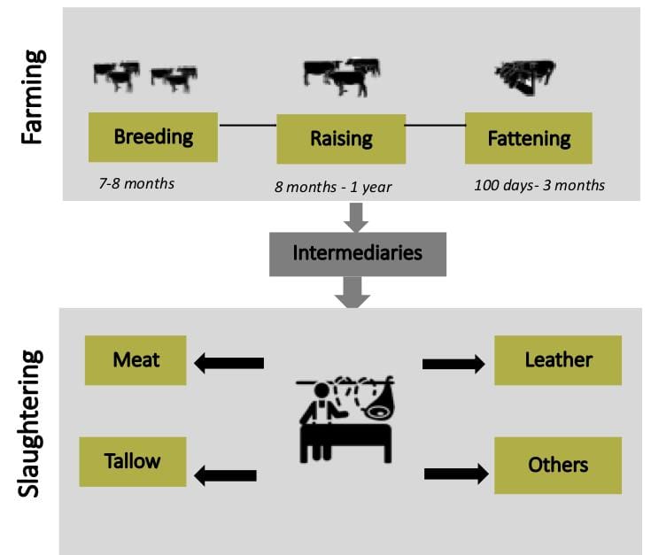 Beef-On-Dairy Supply Chains – AGInfo Ag Information Network